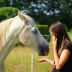 Top Six Reasons Why We Love Horses